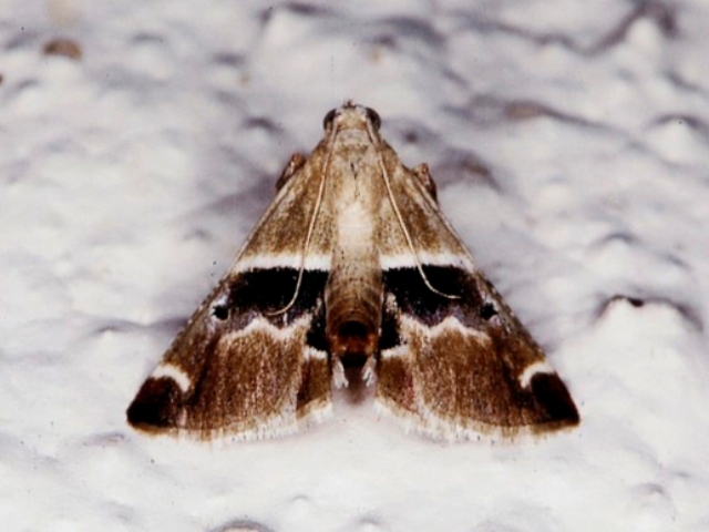 Umkulunkula kalahariensis